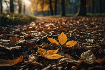 Rolgordijnen Autumn season leafs plant scene © Muh