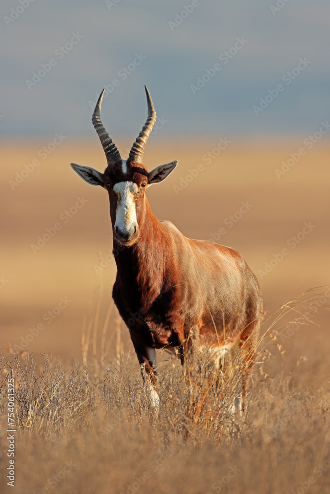 Wall mural A blesbok antelope (Damaliscus pygargus) standing in grassland, Mountain Zebra National Park, South Africa