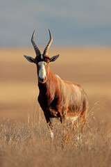 A blesbok antelope (Damaliscus pygargus) standing in grassland, Mountain Zebra National Park, South...