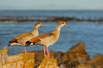 Egyptian geese (Alopochen aegyptiacus) perched on a coastal rock, South Africa.