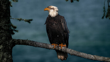 bald eagle on a branch