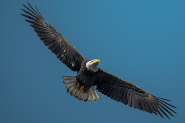 bald eagle in flight