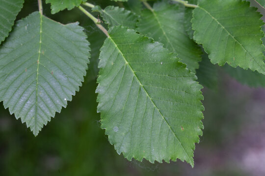 Ulmus minor also known as the field elm: leaves detail