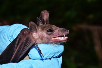 Fruit bats survey
