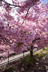 Fototapeta premium 満開の河津桜
