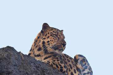 Leopard on a rock