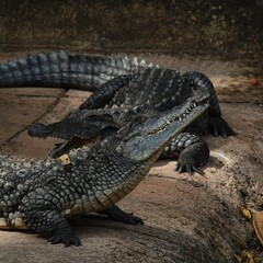 Fototapeta premium Crocodiles