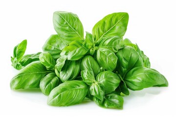 A bunch of fresh green basil leaves. The leaves are fresh and green, and they are piled on top of each other
