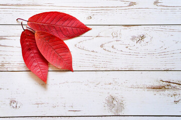 several red autumn fallen leaves on a light wooden boards background. flat lay. space for text
