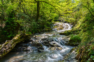 Obraz premium scenic mountain river in spring forest on Yalova peninsula near Termal, Turkey