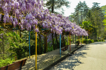 blooming wisteria on Asiklar Yolu (Lovers Path) in Termal (Yalova, Turkey)