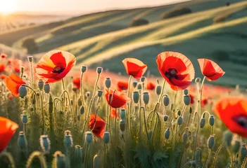 Zelfklevend Fotobehang poppies in the field © Sulikhanraoo
