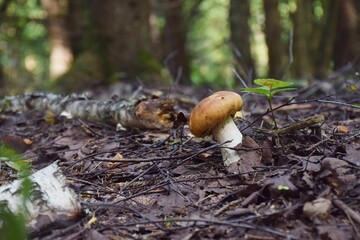 Mushroom in the forest