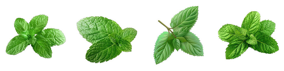 fresh mint leaves  Hyperrealistic Highly Detailed Isolated On Transparent Background Png File