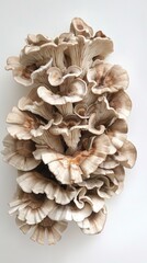 Maitake mushrooms. Vertical background 