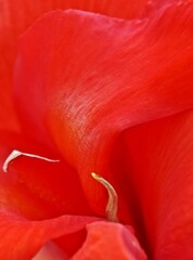 Close up of a red canna lily blossom