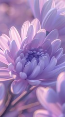 Lavender Frost: Delicate daisy petals exhibit a soft lavender hue, reminiscent of a frost-kissed morning.
