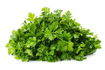 A bunch of fresh green parsley is piled on top of a white background. The parsley is fresh and green, and it looks like it has been recently picked.