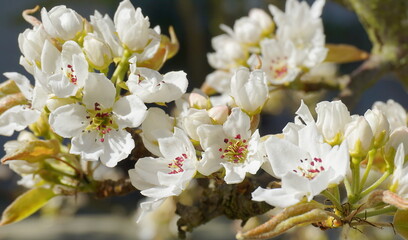 Beautiful and delicate apple flowers in the morning sun close up.  Apple blossom. Spring background.