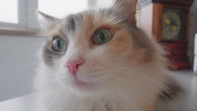 Close up view of a cat staring directly at the camera, with its expressive eyes and whiskers in focus.