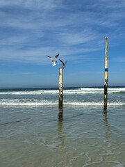 Two wooden poles stand in the ocean with seabirds flying overhead, some landing atop, near Ponce Inlet, Jetty beach, Florida.