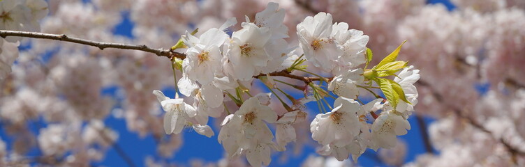 Delicate and beautiful cherry blossom against blue sky background. Sakura blossom. Japanese cherry blossom.