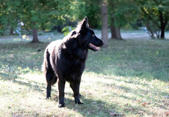 black german shepherd in nature