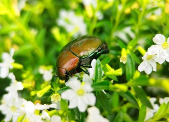 Jewel Beetle 