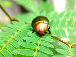 Jewel Beetle 