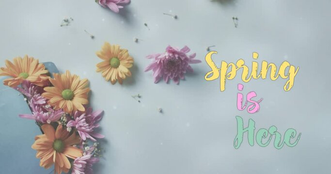 Animation of spring is here text and stars over bunch of flowers