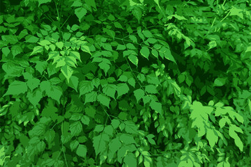background green wall of plants