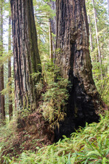 Redwoods