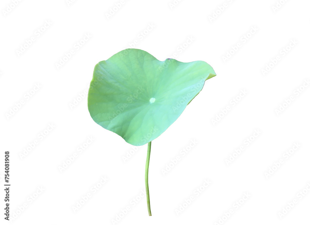 Wall mural isolated waterlily or lotus leaf with clipping paths.