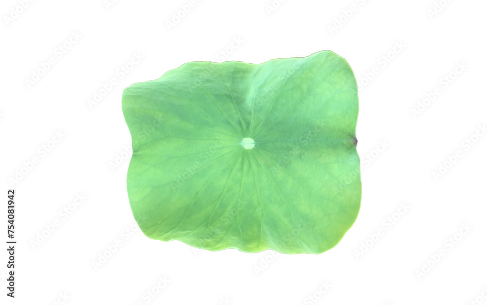 Canvas Prints isolated waterlily or lotus leaf with clipping paths.