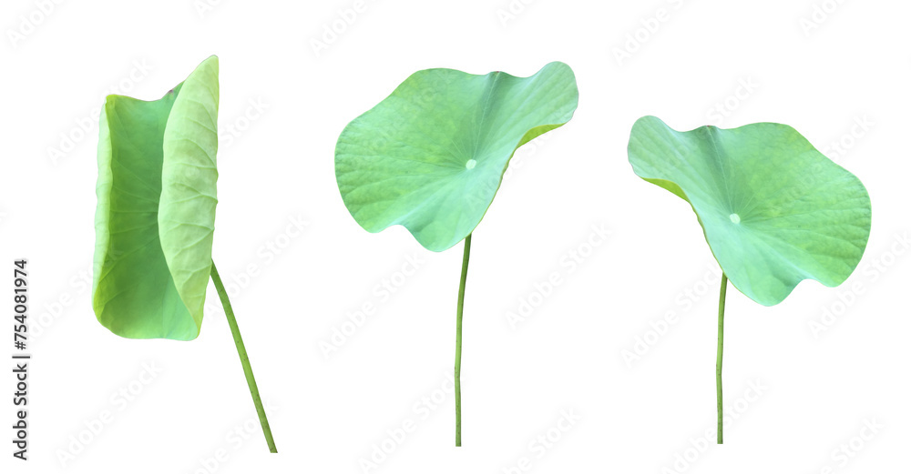 Canvas Prints isolated waterlily or lotus leaf with clipping paths.