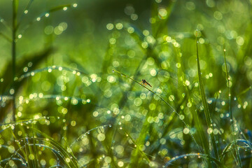Fototapeta na wymiar Dew drops glistening on green grass blades
