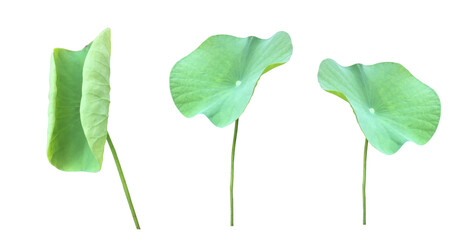 Isolated waterlily or lotus leaf with clipping paths.	
