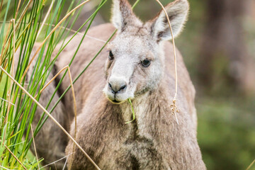 Grazing Kangaroo in the Lush Green Meadow in Kennett River, Australia