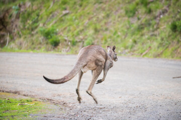 Kangaroo Mid-Hop on a Rustic Gravel Road