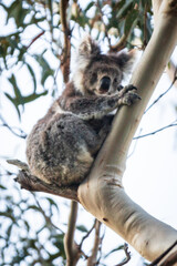Serene Koala in its Natural Eucalyptus Haven, Kennett River, Australia
