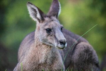 Serene Kangaroo Basking in Lush Greenery