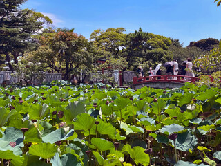 Historical Zen Oasis: Kamakura Temples and Gardens, Japan