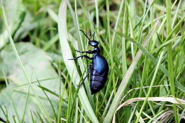 Violet oil beetle Meloe violaceus sitting in a fresh green  grass background,  sunny springtime close up, macro. Parasite of honey bees.