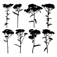 Yarrow flowering plant silhouette stencil templates - 754086552