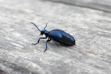 Violet oil beetle (Meloe violaceus) on a gray weathered plank background in spring close up, macro. Parasite of honey bees.