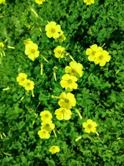Bermuda buttercup: a species of Wood sorrels, its botanical name is Oxalis pes-caprae.