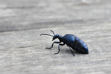 Violet oil beetle (Meloe violaceus) on a gray weathered plank background in spring close up, macro. Parasite of honey bees.