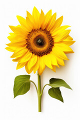 Fototapeta premium Vibrant Sunflower Beauty: A Macro Closeup of a Yellow Sunflower with White Petals and a Green Leaf, Isolated on a Sunny Background for Gardening and Nature Flora Botany Enthusiasts