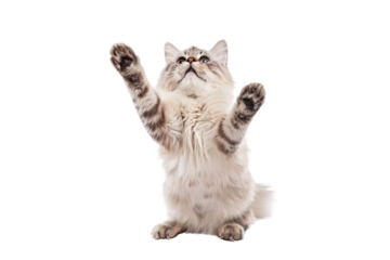 Playful Siberian Cat Standing on Hind Legs with Paws Up, Capturing the Essence of Feline Playfulness and Agility.