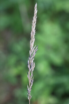 Ergot fungus, Claviceps purpurea, growing on reed grass, Calamagrostis arundinacea, in Finland